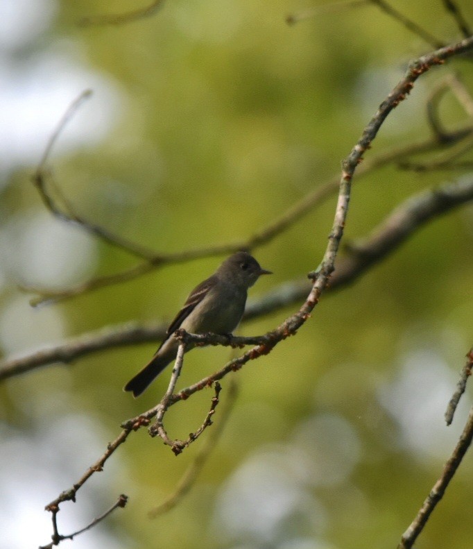 Eastern Wood-Pewee - melinda champion