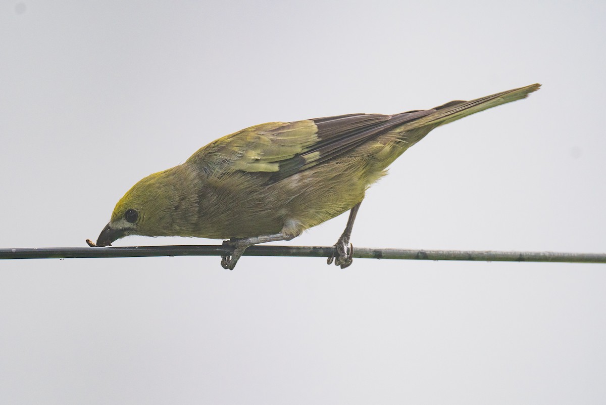 Palm Tanager - Liling Warren