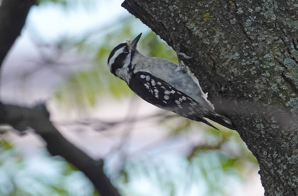 Hairy Woodpecker - Linda  LaBella