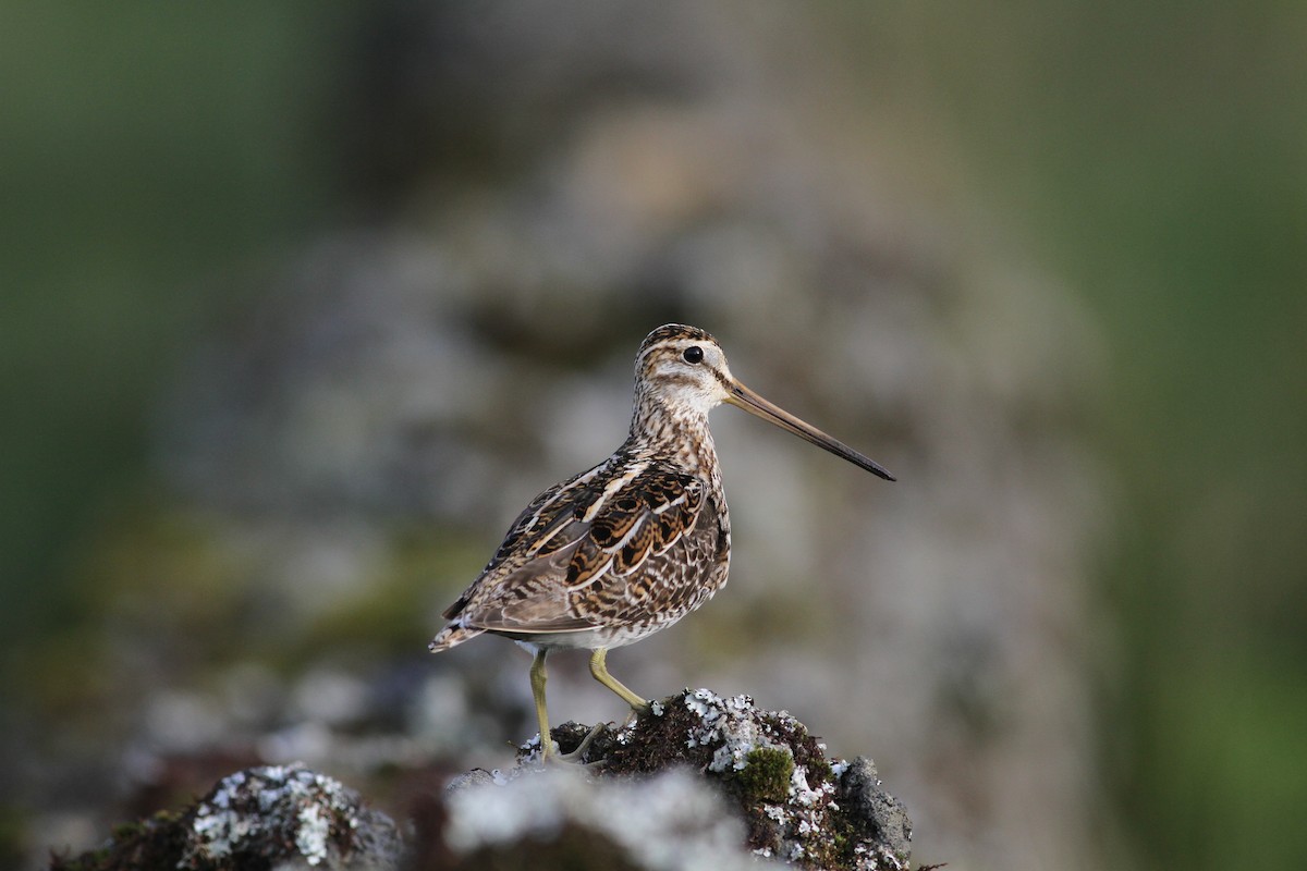 Common Snipe - ML619639770