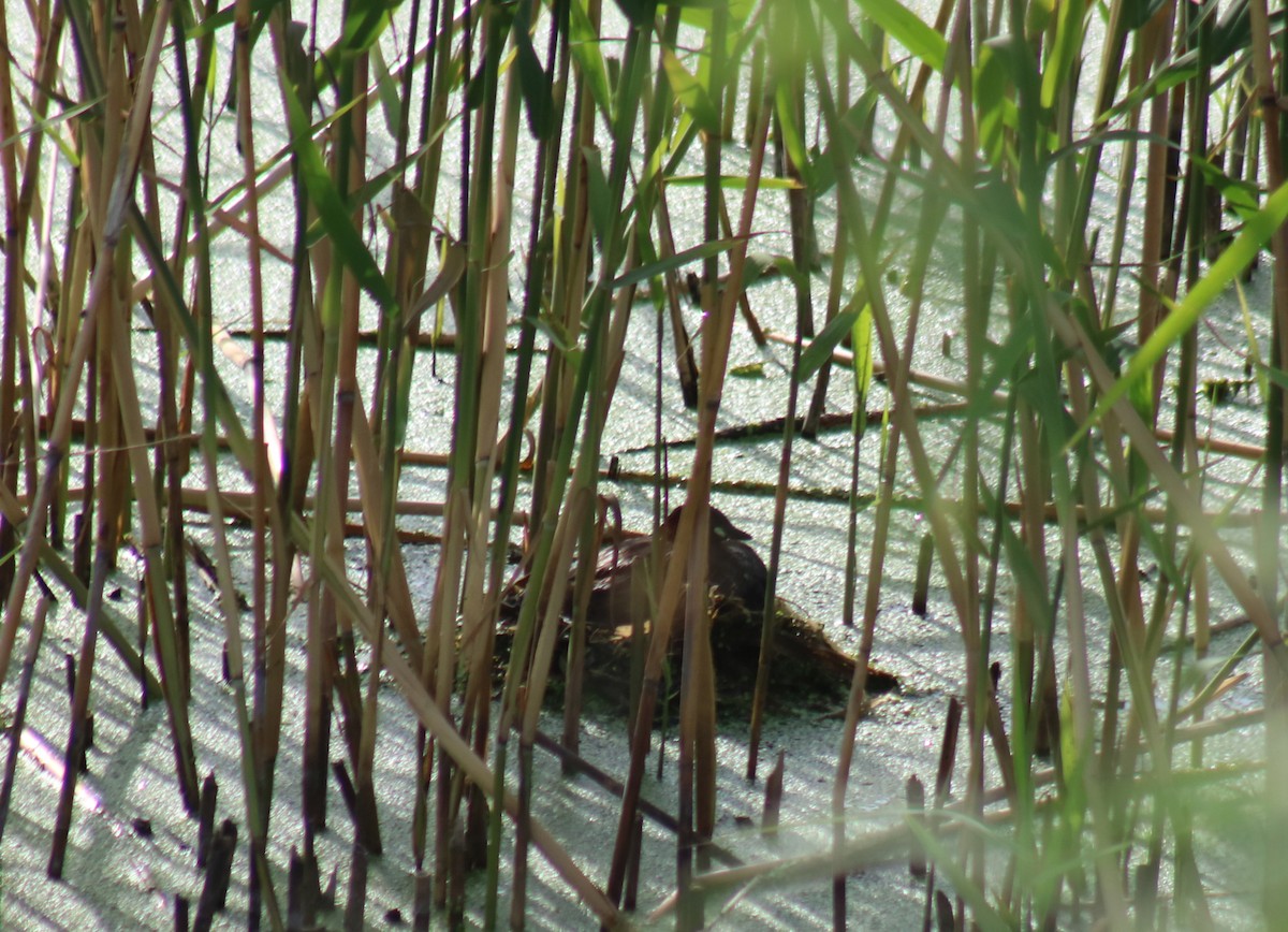 Little Grebe - Zorana Nikodijevic