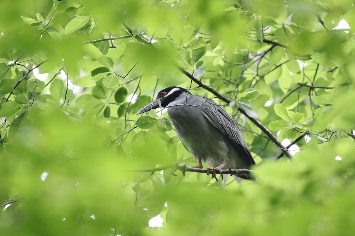 Yellow-crowned Night Heron - ML619639779