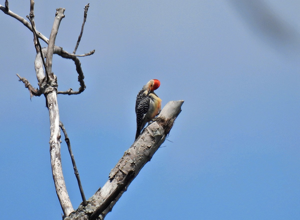 Red-bellied Woodpecker - Johanne Boismenu