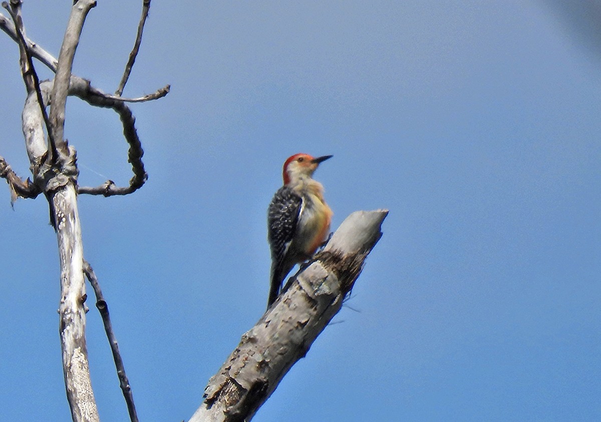 Red-bellied Woodpecker - Johanne Boismenu