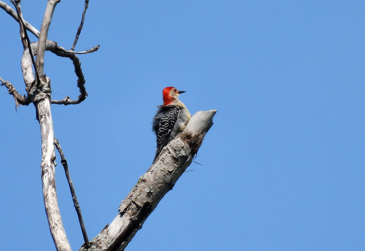 Red-bellied Woodpecker - Johanne Boismenu