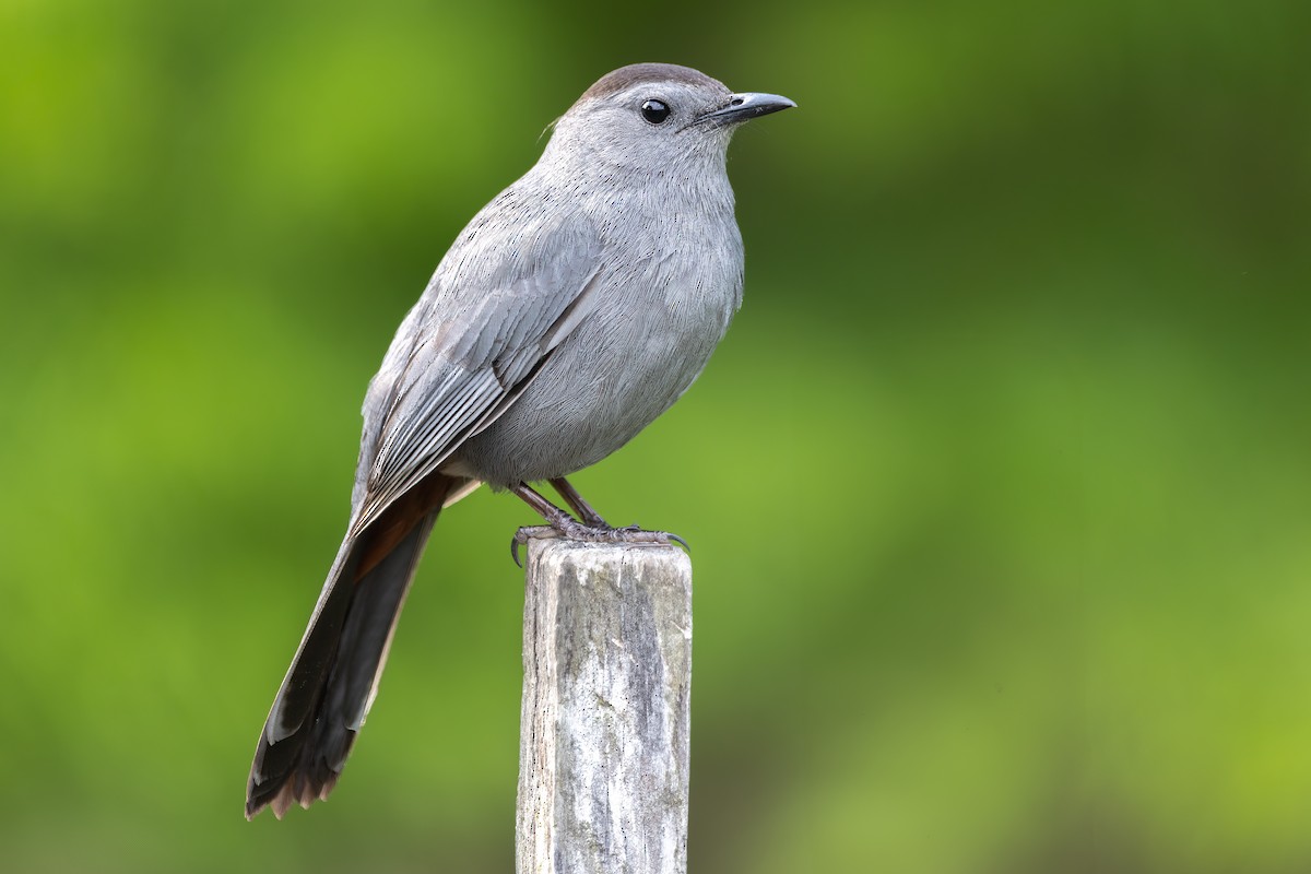 Gray Catbird - ML619639797