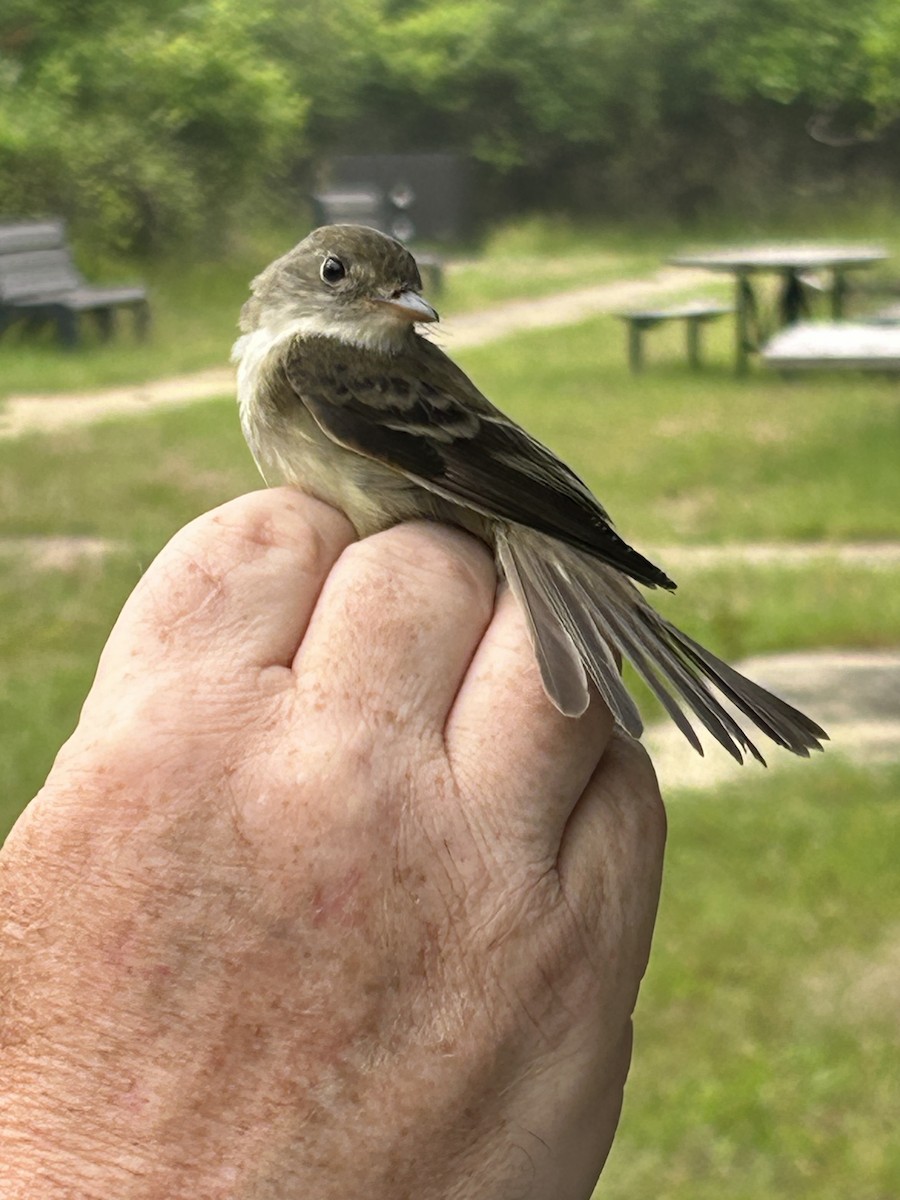 Alder Flycatcher - Tom  Brown