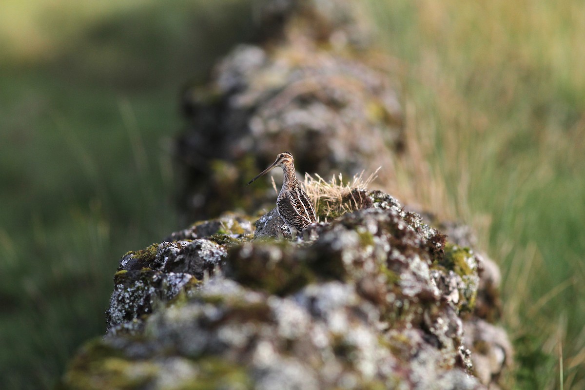 Common Snipe - ML619639799