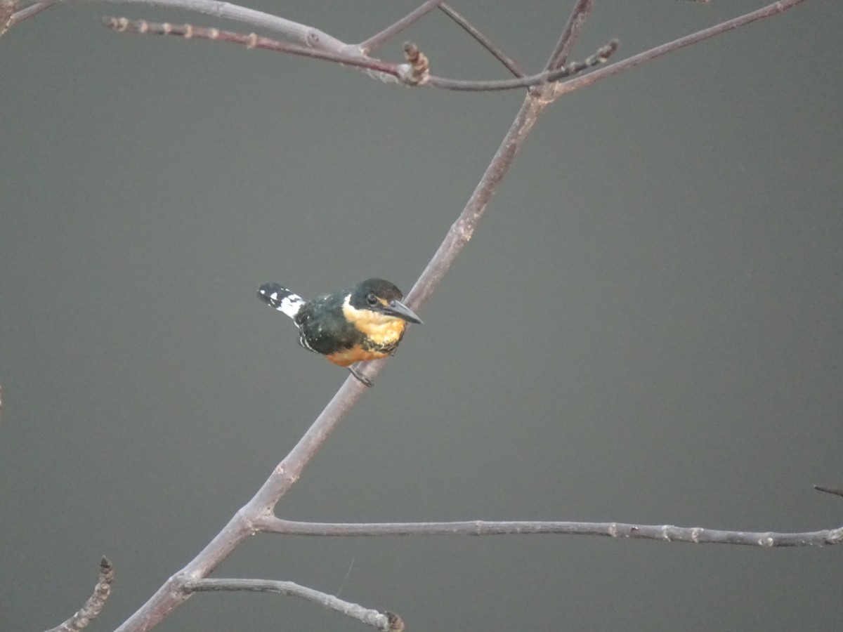 Green Kingfisher - C Moehlen