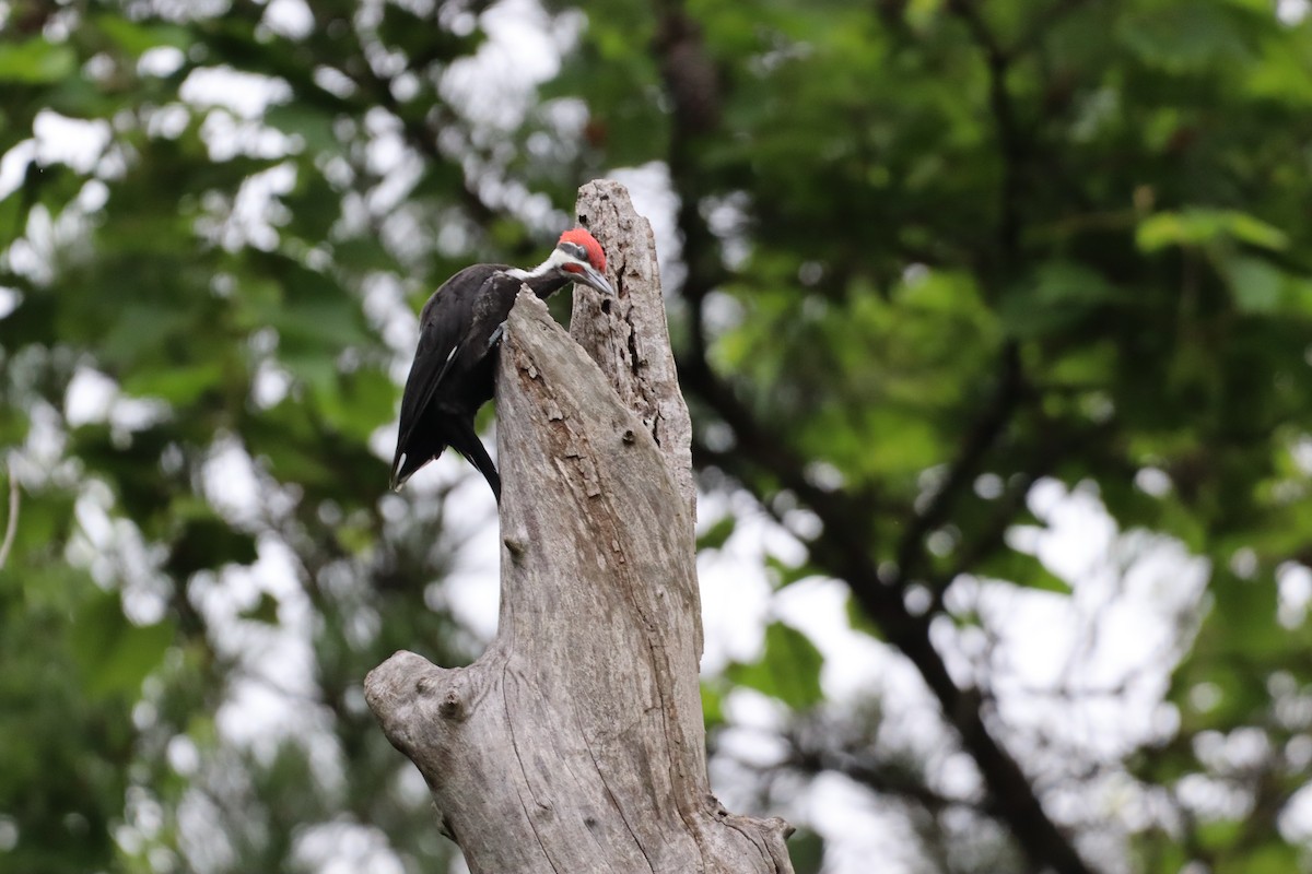 Pileated Woodpecker - Christine Weisse