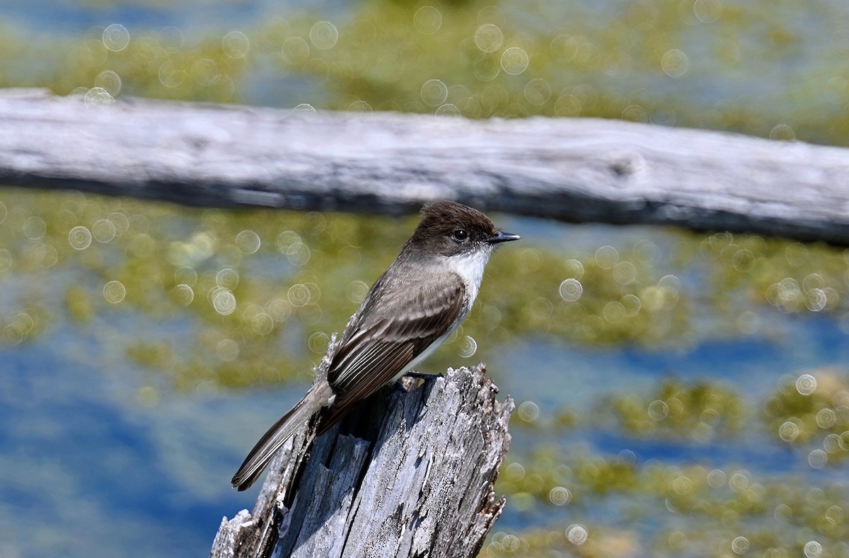 Eastern Phoebe - Johanne Boismenu