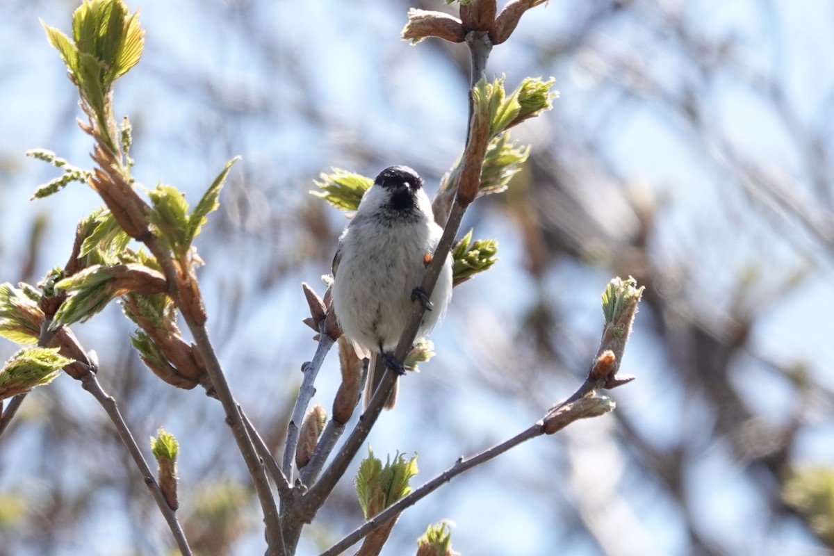 Marsh Tit - Terry Doyle