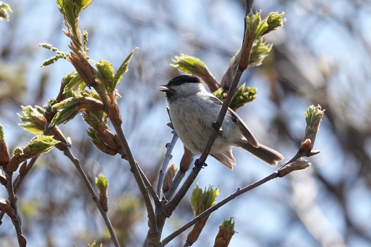 Marsh Tit - Terry Doyle