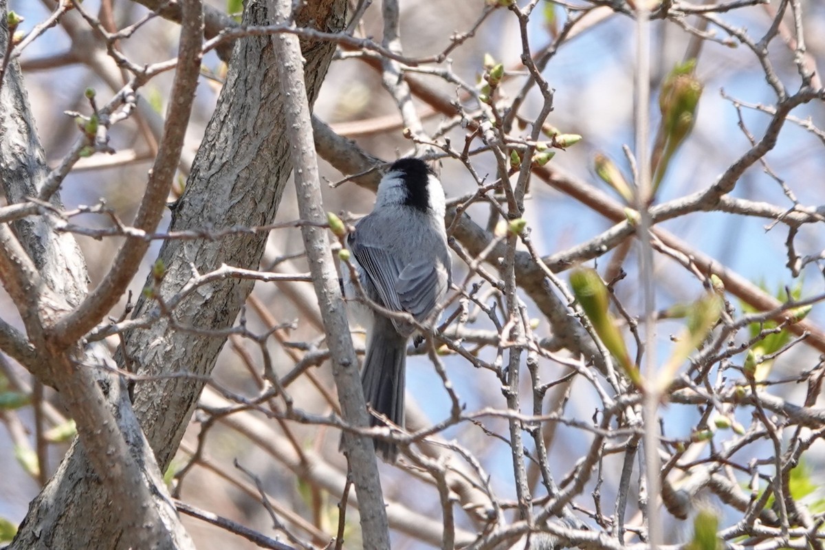 Marsh Tit - ML619639819