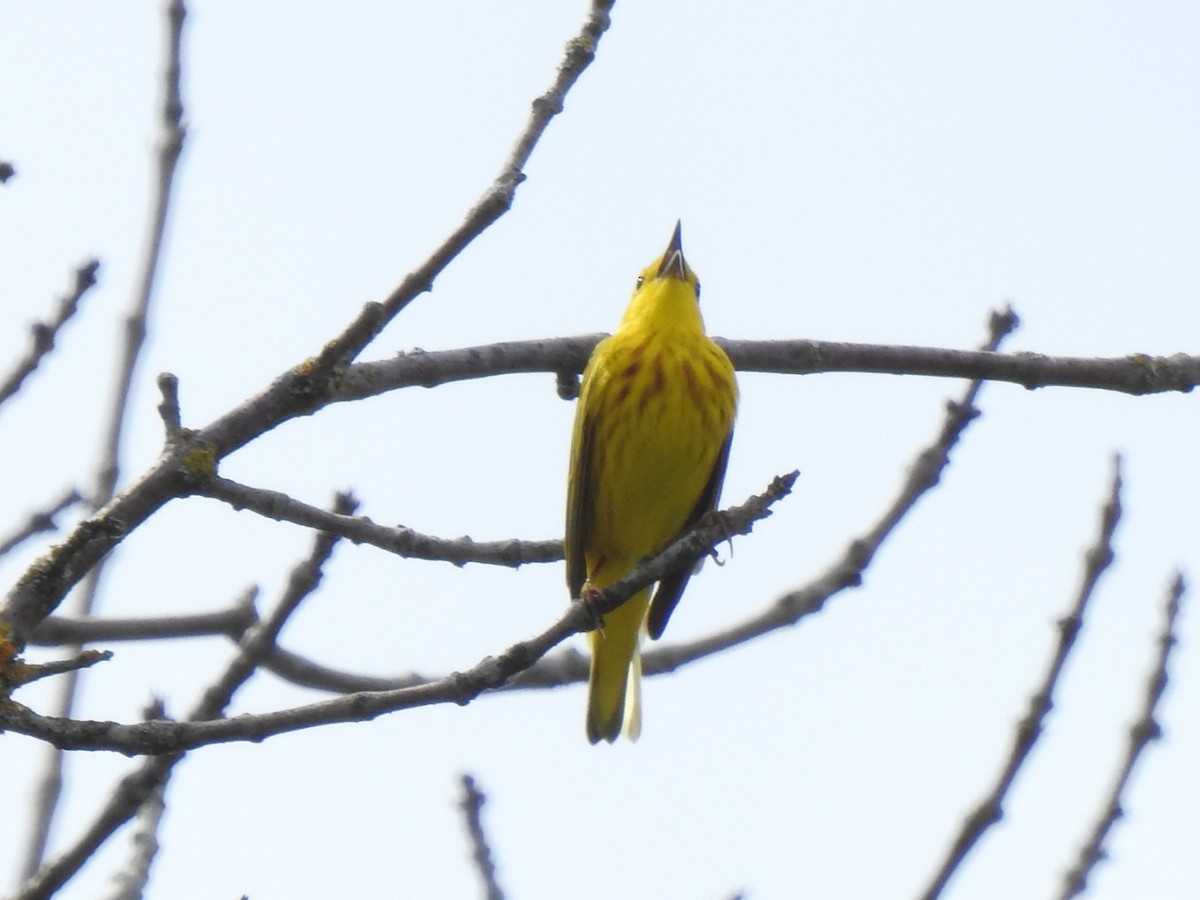 Yellow Warbler - ML619639823