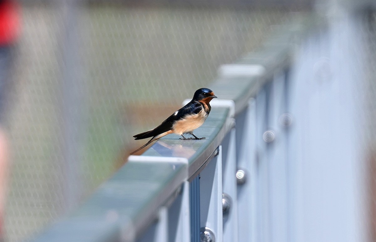 Barn Swallow - Johanne Boismenu