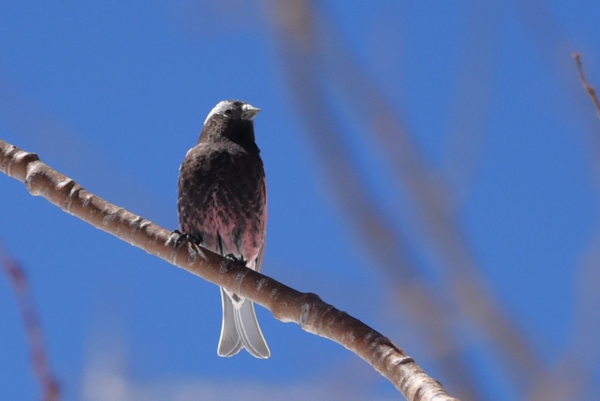 Black Rosy-Finch - Bruce Mast