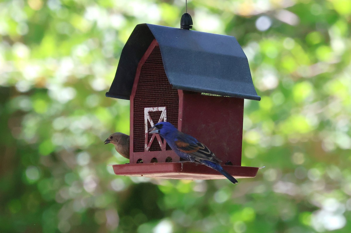 Blue Grosbeak - Tricia Vesely