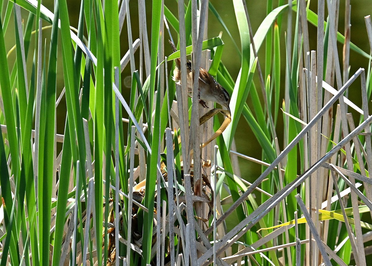 Marsh Wren - Johanne Boismenu