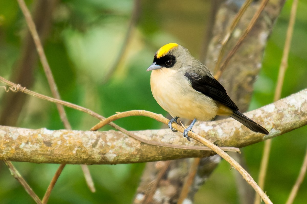 Black-goggled Tanager - Marcelo  Telles