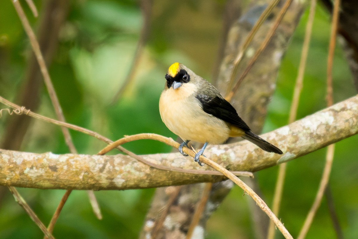 Black-goggled Tanager - ML619639835