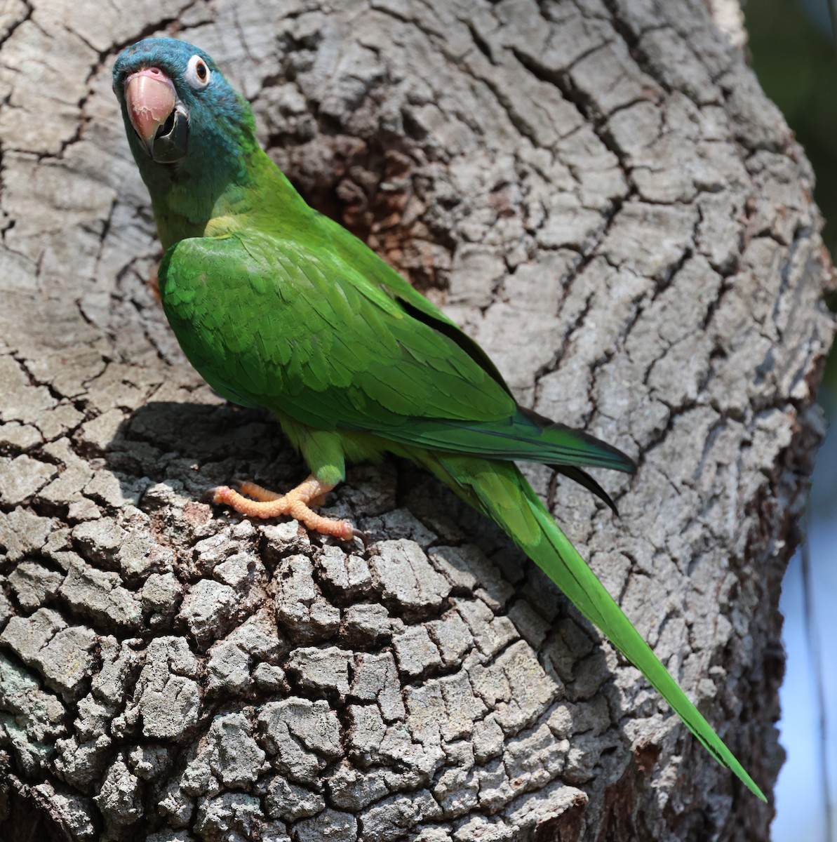 Blue-crowned Parakeet - ML619639837