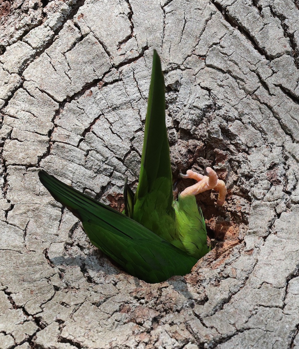 Blue-crowned Parakeet - Gregory Hamlin