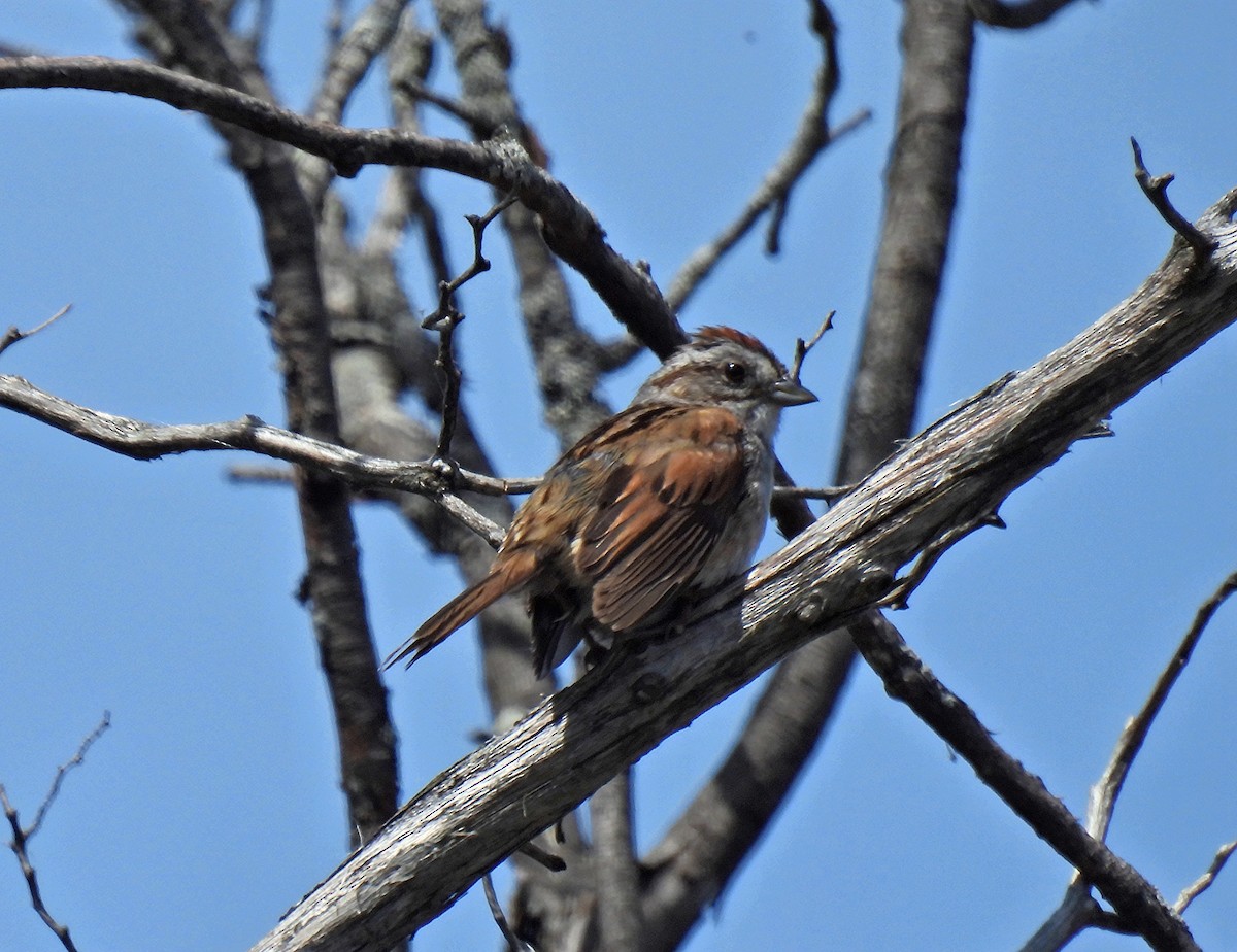 Swamp Sparrow - Johanne Boismenu