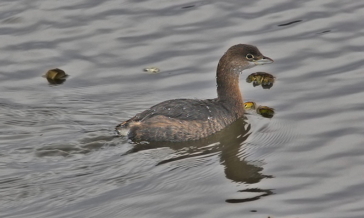 Pied-billed Grebe - Adrián Braidotti