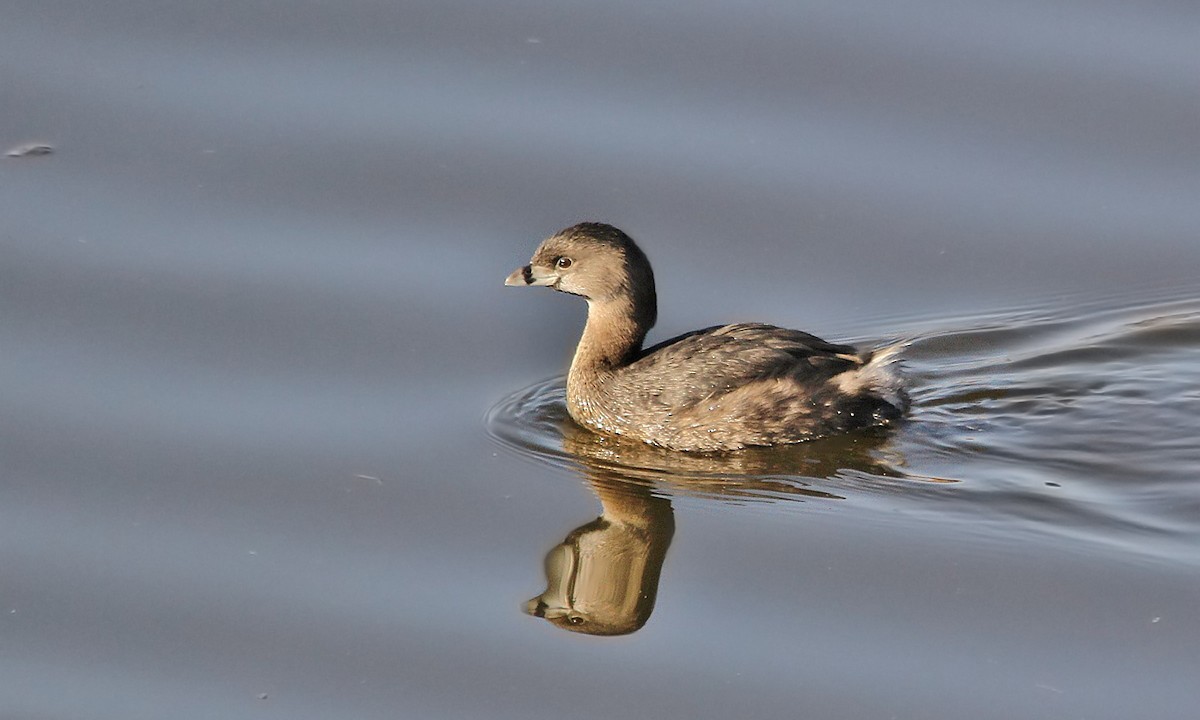 Pied-billed Grebe - Adrián Braidotti