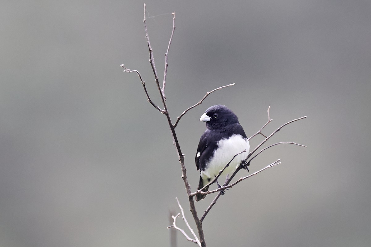 Black-and-white Seedeater - ML619639853