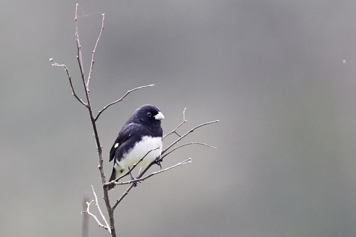 Black-and-white Seedeater - ML619639854