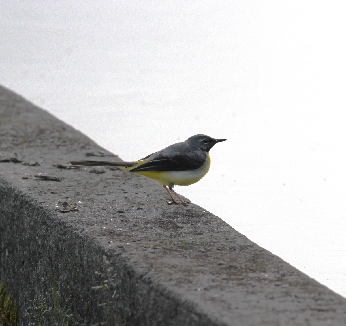 Gray Wagtail - ML619639859