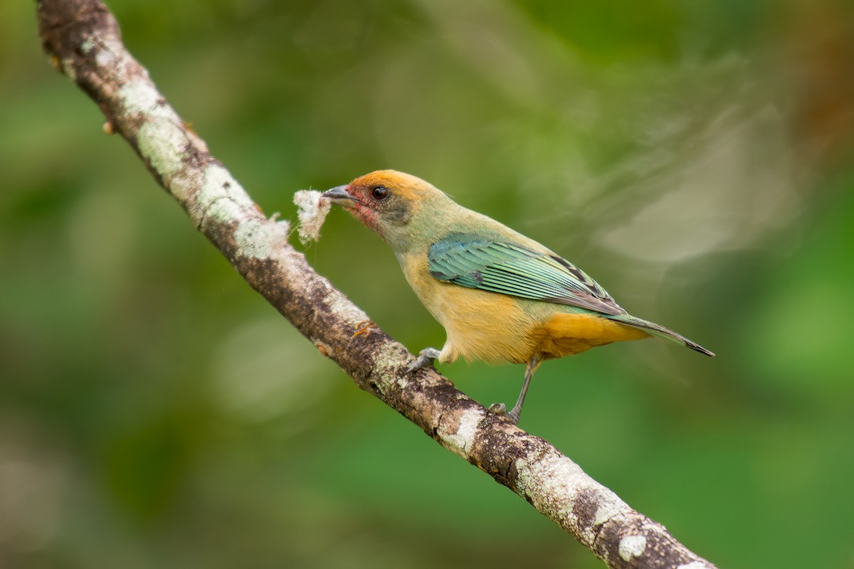 Burnished-buff Tanager - ML619639861