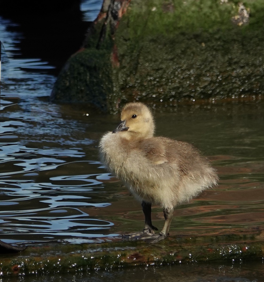 Canada Goose - ML619639864