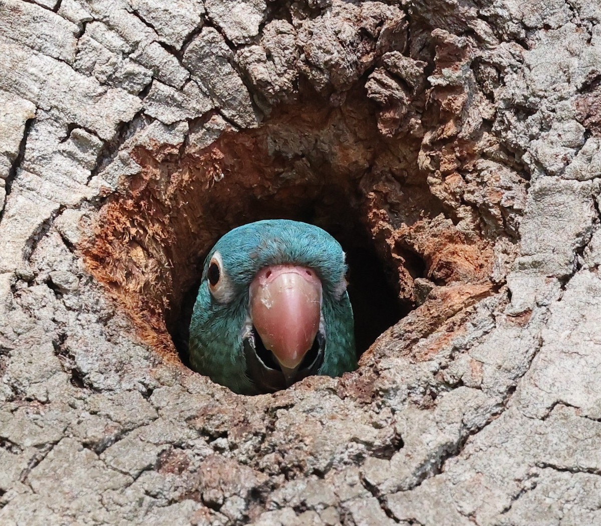 Blue-crowned Parakeet - ML619639865