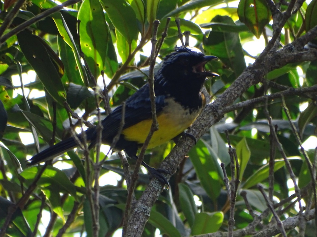 Buff-breasted Mountain Tanager - Felipe Cardona Toro