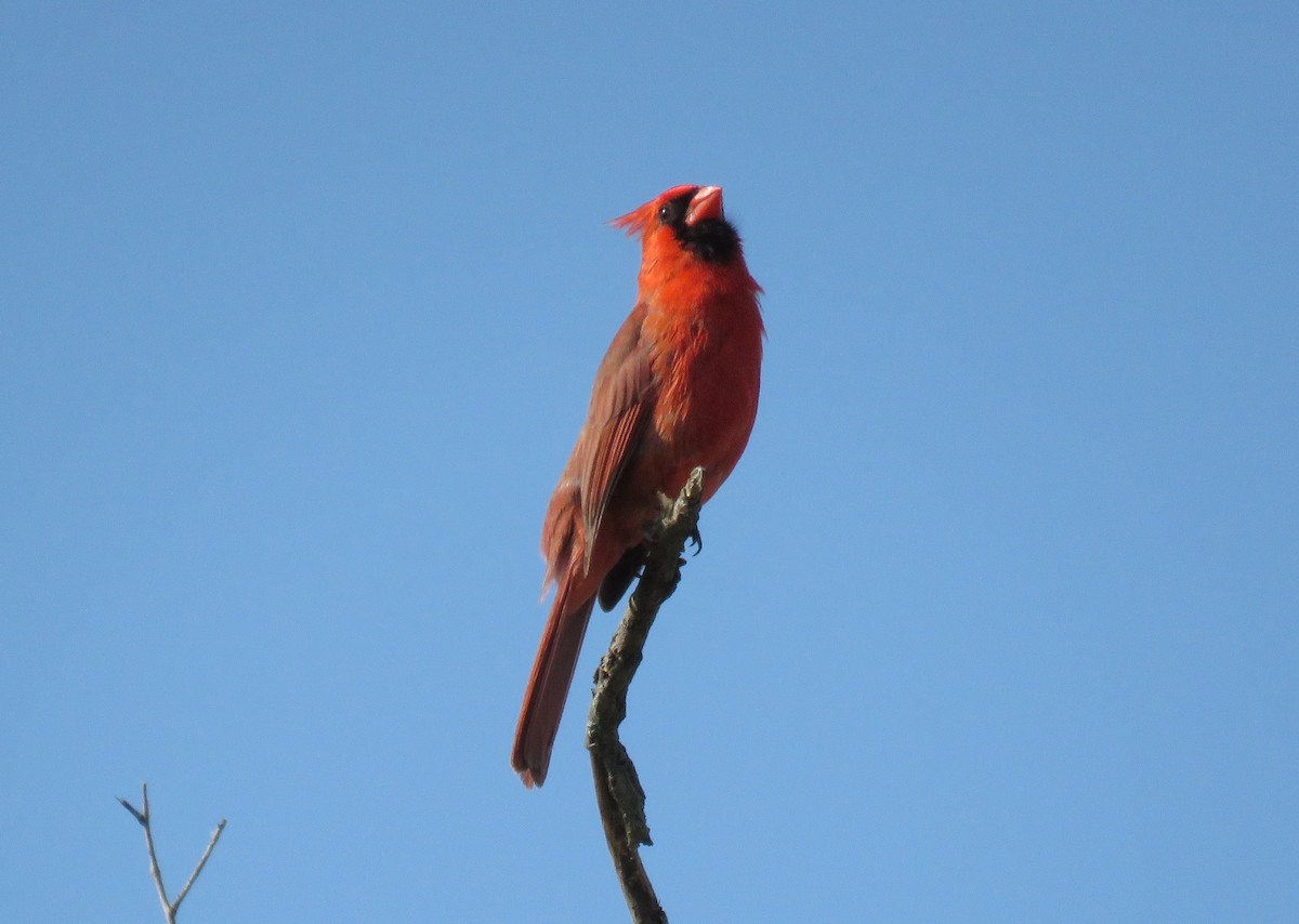 Northern Cardinal - Jeff Mander