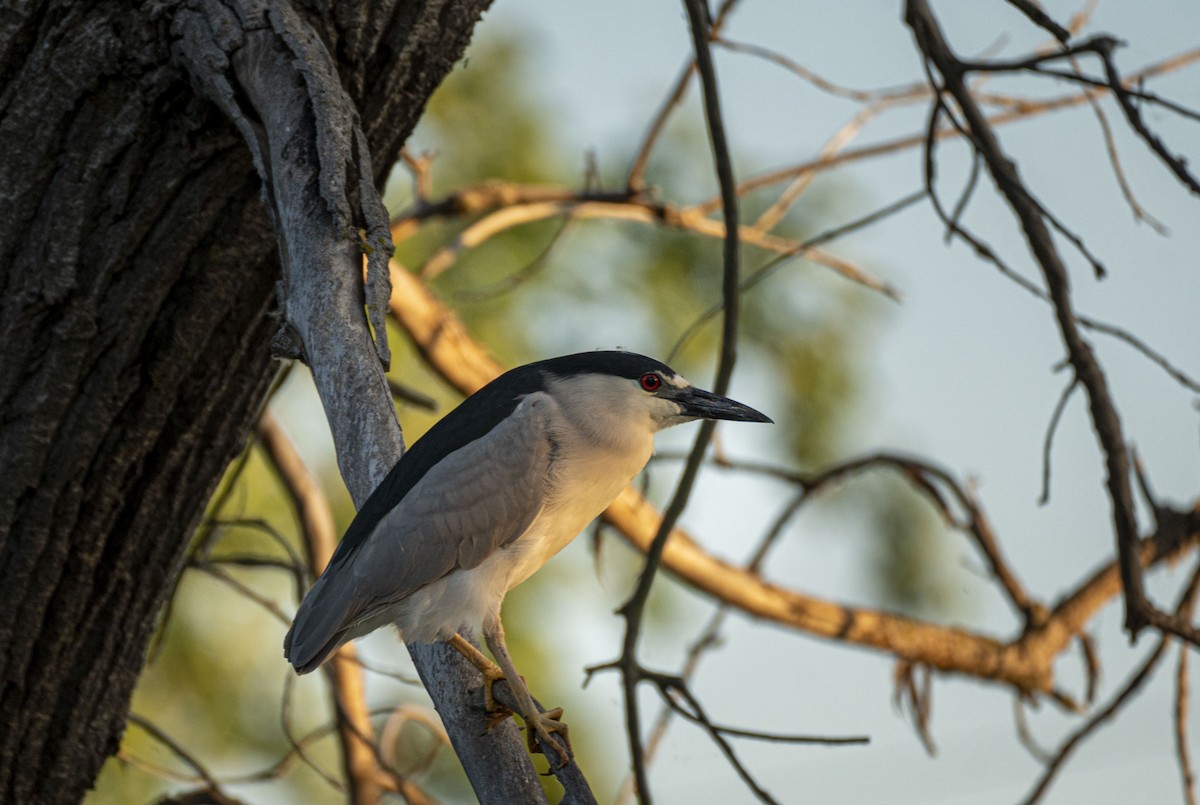 Black-crowned Night Heron - Michael Schwinn