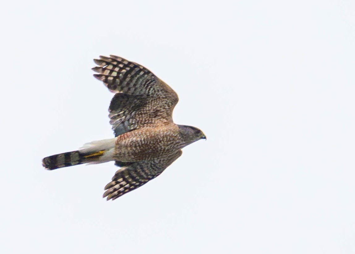 Cooper's Hawk - Jefferson Ashby