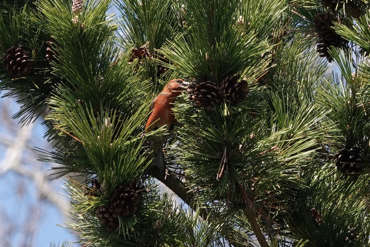 Red Crossbill - Terry Doyle