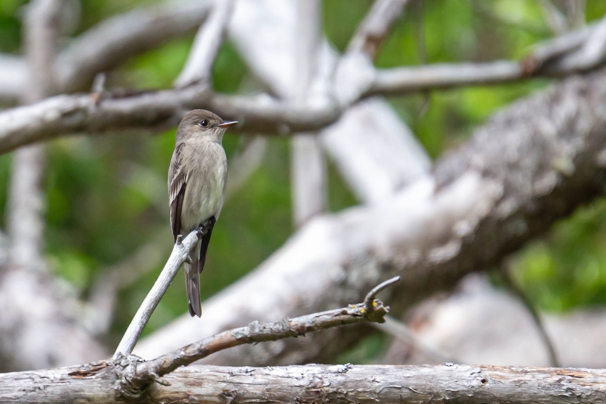 Western Wood-Pewee - Jefferson Ashby