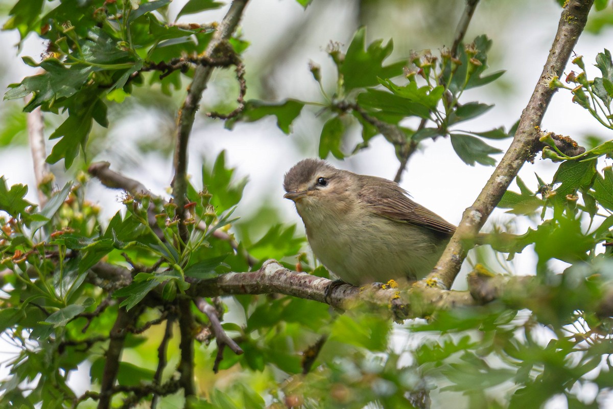 Warbling Vireo - Jefferson Ashby