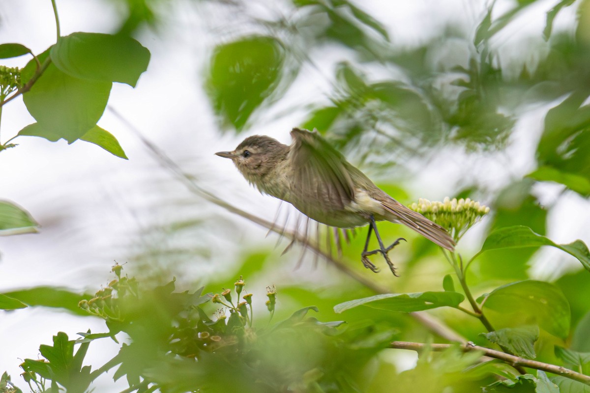 Warbling Vireo - Jefferson Ashby