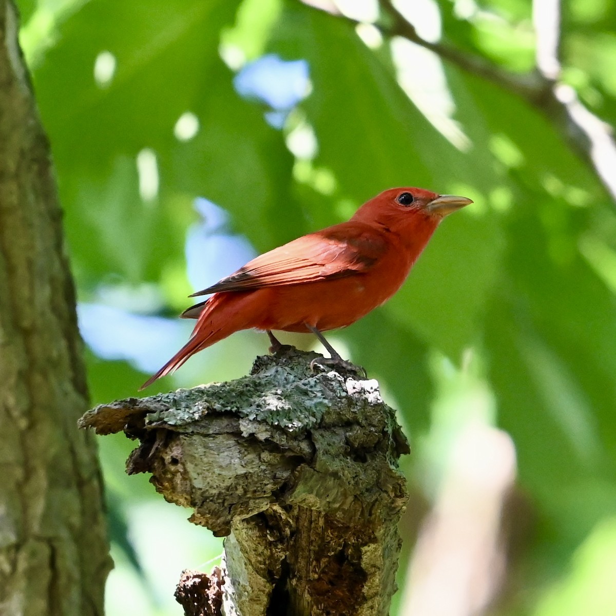 Summer Tanager - Mike Saccone