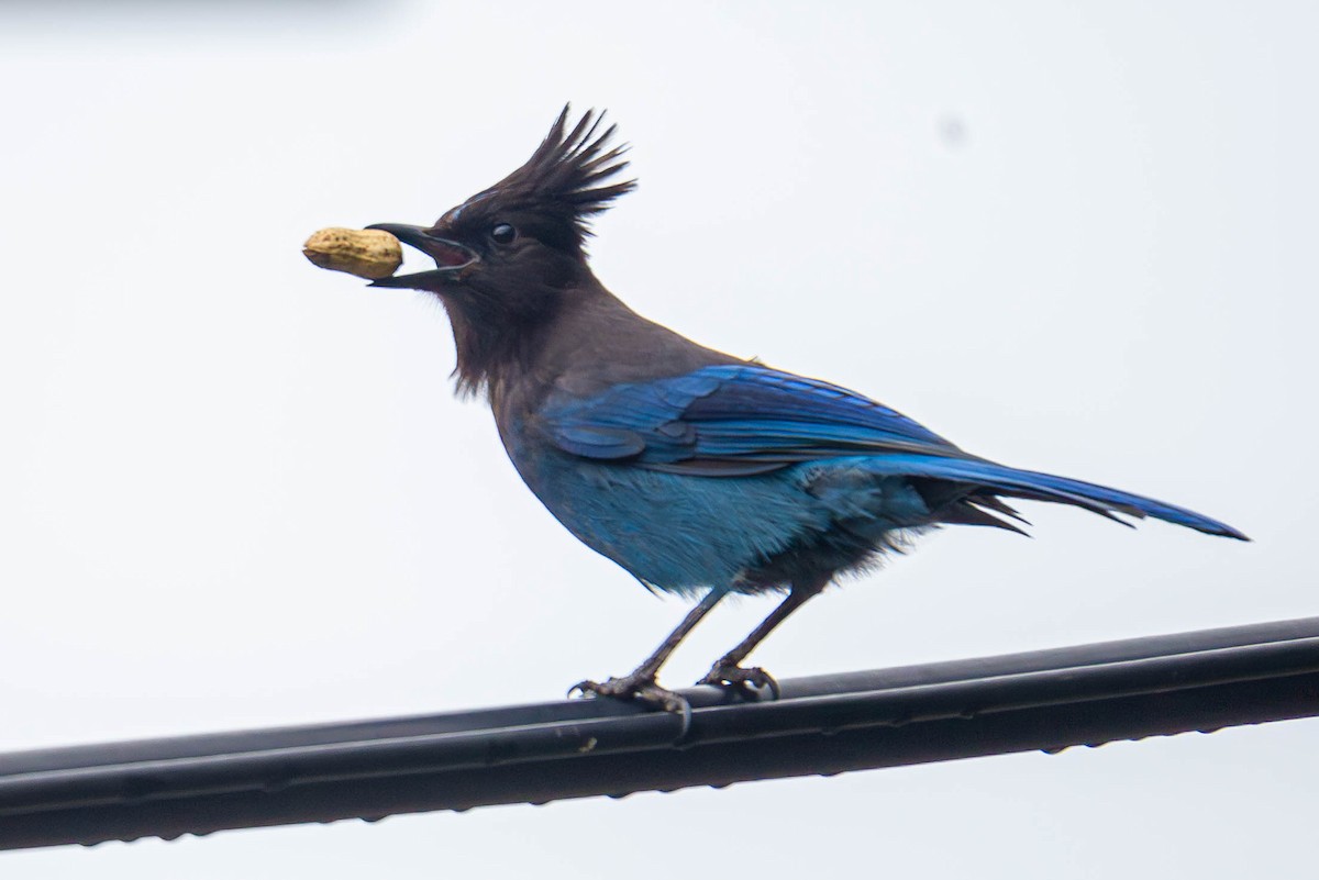 Steller's Jay - ML619639912