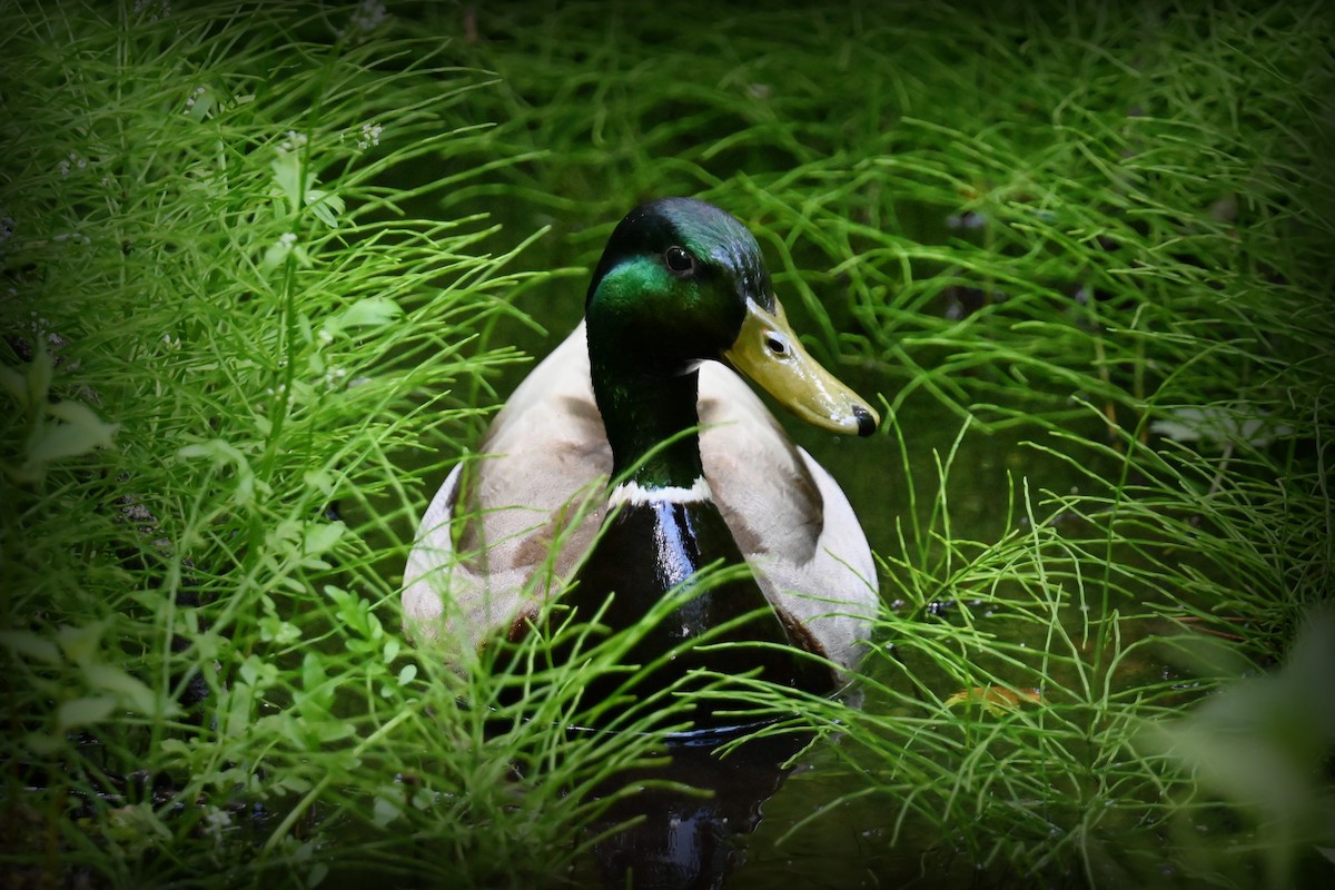 Mallard - Johanne Boismenu