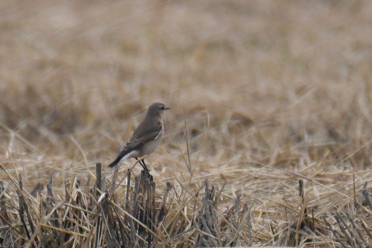 Northern Wheatear - Kyle Gardiner