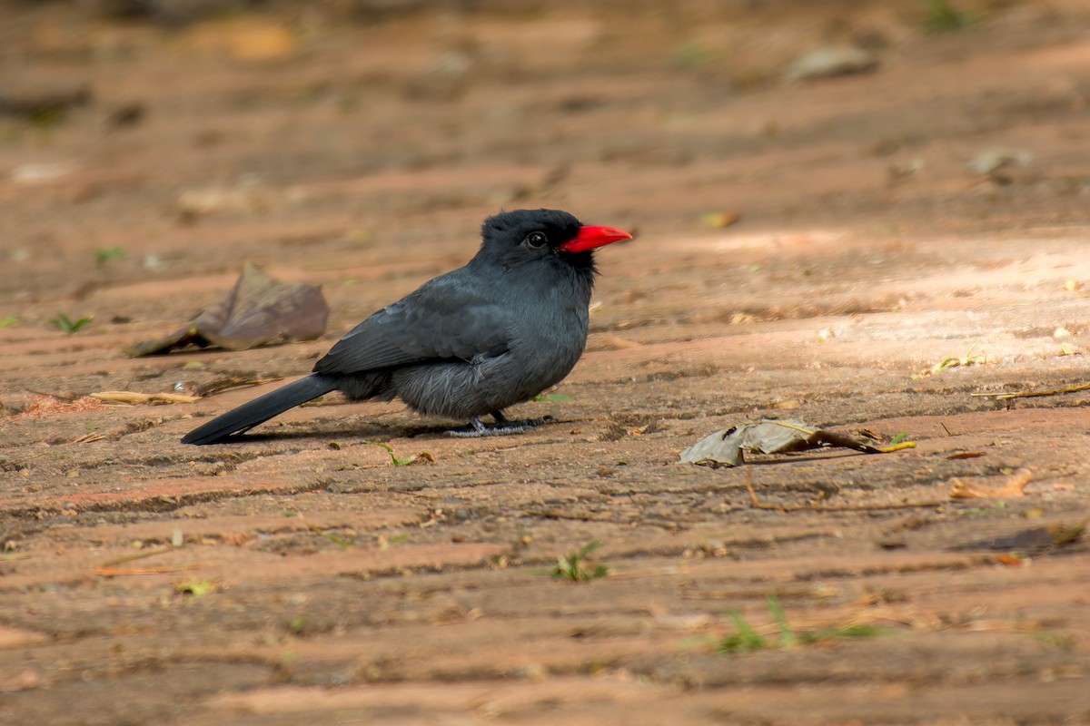 Schwarzstirn-Faulvogel - ML619639917