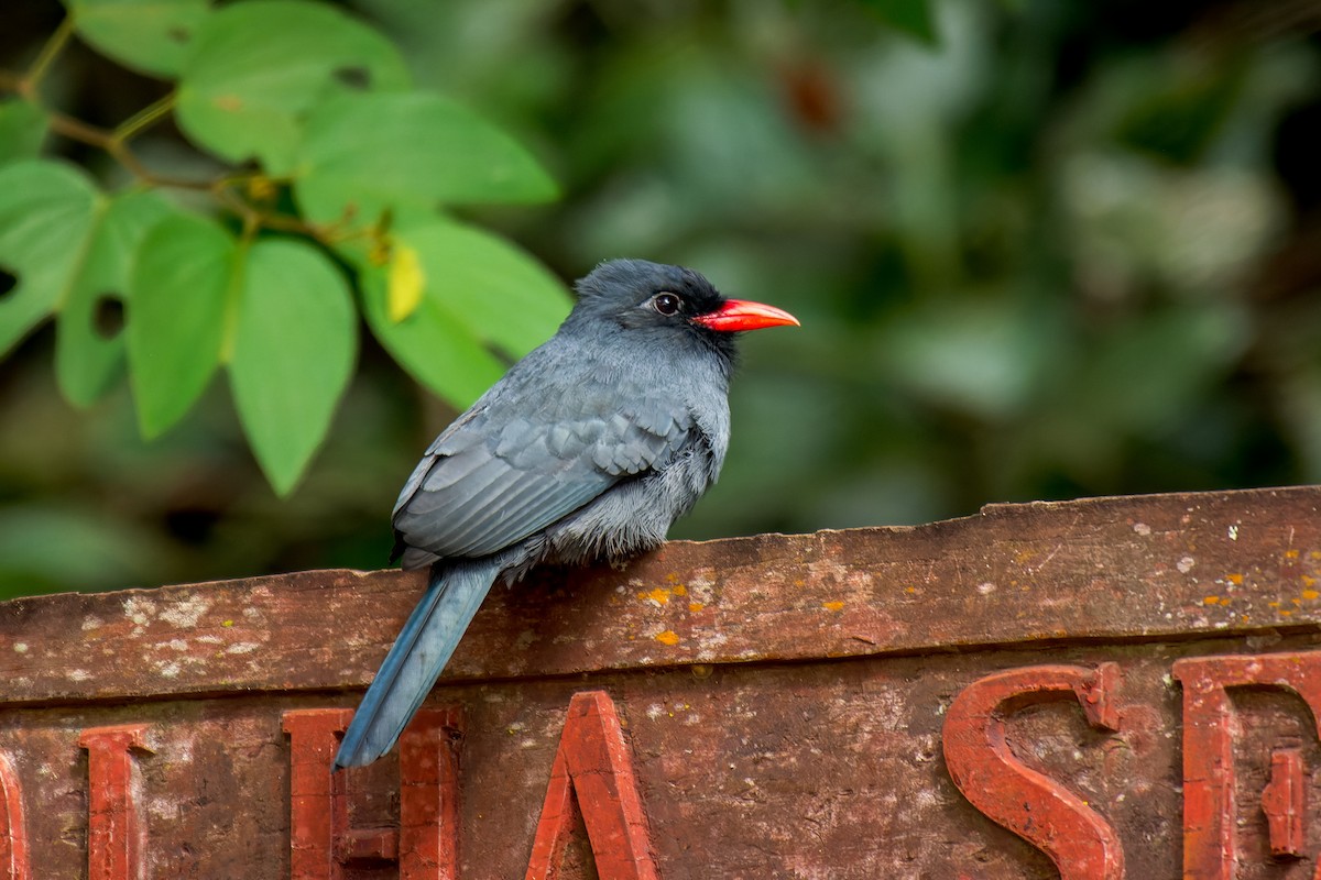 Schwarzstirn-Faulvogel - ML619639918